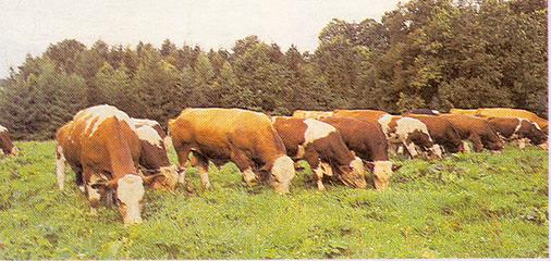 Geli?tirilmi? mera alanlar?.